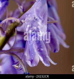 Es stammt aus Spanien, Portugal und Nordafrika und stellt eine erhebliche Bedrohung für die gebürtige englische Bluebell dar, da es sowohl im Wettbewerb als auch im Hybridbetrieb tätig ist Stockfoto