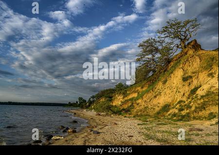 Stralsund: Naturschutzgebiet der Halbinsel Devin bei Stralsund, Ostseeküste, Mecklenburg-Vorpommern Ostseeküste, Mecklenburg-Vorpommern Stockfoto