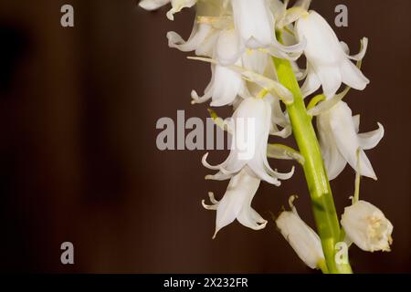 Es stammt aus Spanien, Portugal und Nordafrika und stellt eine erhebliche Bedrohung für die gebürtige englische Bluebell dar, da es sowohl im Wettbewerb als auch im Hybridbetrieb tätig ist Stockfoto