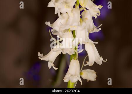 Sie hat ihren Ursprung in Spanien, Portugal und Nordafrika. II stellt eine erhebliche Bedrohung für den englischen Bluebell dar. Stockfoto