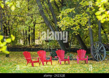 Vier rote Adirondack-Stühle auf grünem Gras mit gefallenem Fraxinus velutina, Samtlaken im Garten im Herbst, Quebec, Kanada Stockfoto