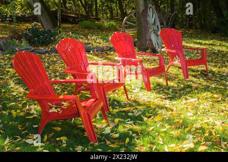 Vier rote Adirondack-Stühle auf grünem Gras mit gefallenem Fraxinus velutina, Samtlaken im Garten im Herbst, Quebec, Kanada. Stockfoto