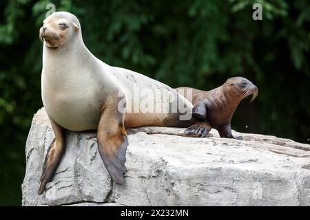 Kalifornischer Seelöwe (Zalophus californianus), Ein Seelöwe ruht auf einem Felsen neben einem Ruhelind Stockfoto