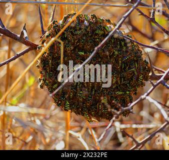 Ein riesiges Nest, das von Hunderten von europäischen Papierwespen bedeckt ist - Polistes dominula. Gebaut in einem Blackthorn-Busch. Oeiras, Lissabon, Portugal. Stockfoto