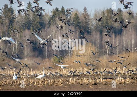 Ein Beispiel für die Mischüberwinterung von Wasservögeln (Anser fabalis) und Singschwan (Cygnus cygnus) auf landwirtschaftlichen Flächen (Maisfeldern) im Norden Stockfoto