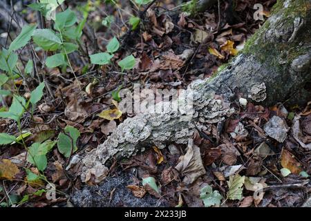 Eine Masse von Putenschwanzpolyporen, die mit Moos auf einem gefallenen Baumstamm auf dem Waldboden wachsen, umgeben von gefallenen, braunen Blättern und kleinen Setzlingen mit Gier Stockfoto