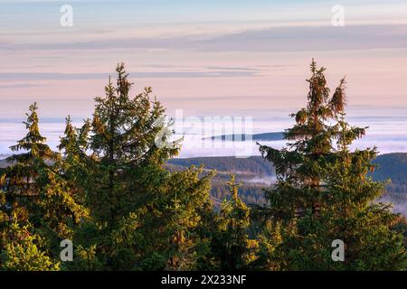 Morgenstimmung mit Morgenlicht und Morgennebel auf dem Schneekopf im Thüringer Wald, Blick über endlose Wälder, über den Wolken Stockfoto