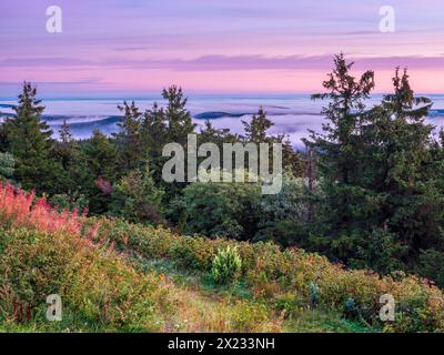 Morgenstimmung mit Morgenrot und Morgennebel auf dem Schneekopf im Thüringer Wald, Blick über endlose Wälder, über den Wolken, Gehlberg Stockfoto