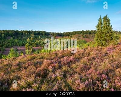 Typische Heidelandschaft im Totengrund bei Wilsede mit wacholder und blühender Heide, Lüneburger Heide, Niedersachsen Stockfoto