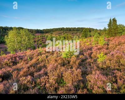 Typische Heidelandschaft im Totengrund bei Wilsede mit wacholder und blühender Heide, Lüneburger Heide, Niedersachsen Stockfoto