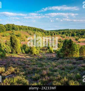 Typische Heidelandschaft im Totengrund bei Wilsede mit wacholder und blühender Heide, Lüneburger Heide, Niedersachsen Stockfoto