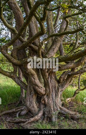 Stralsund: Naturschutzgebiet der Halbinsel Devin bei Stralsund, Ostseeküste, Mecklenburg-Vorpommern Ostseeküste, Mecklenburg-Vorpommern Stockfoto