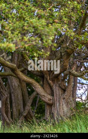 Stralsund: Naturschutzgebiet der Halbinsel Devin bei Stralsund, Ostseeküste, Mecklenburg-Vorpommern Ostseeküste, Mecklenburg-Vorpommern Stockfoto