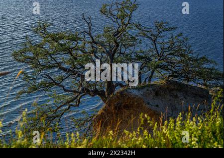 Stralsund: Naturschutzgebiet der Halbinsel Devin bei Stralsund, Ostseeküste, Mecklenburg-Vorpommern Ostseeküste, Mecklenburg-Vorpommern Stockfoto