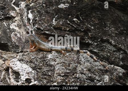 Der grüne Leguan in Sint Maarten, auch bekannt als der amerikanische Iguana, ist eine große attraktive, oft auffällig farbige Echse aus der Familie der Iguanidae. Stockfoto