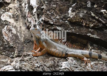 Der grüne Leguan in Sint Maarten, auch bekannt als der amerikanische Iguana, ist eine große attraktive, oft auffällig farbige Echse aus der Familie der Iguanidae. Stockfoto