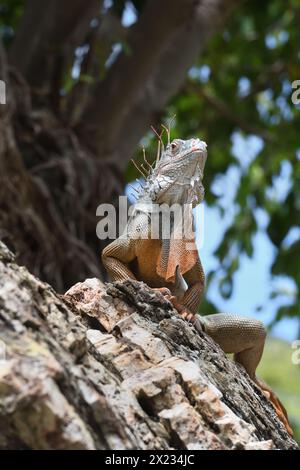 Der grüne Leguan in Sint Maarten, auch bekannt als der amerikanische Iguana, ist eine große attraktive, oft auffällig farbige Echse aus der Familie der Iguanidae. Stockfoto