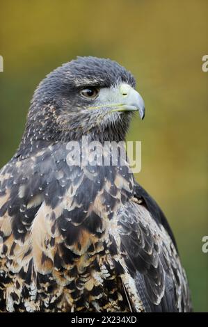 Andenbussard oder Bussardadler mit schwarzem Oberkörper (Geranoaetus melanoleucus), unreif, Porträt, gefangen, in Südamerika vorkommt Stockfoto