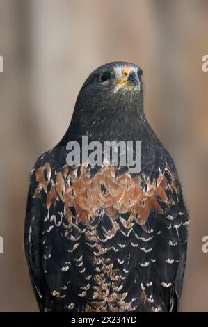 Steinbussard oder Schakalbussard (Buteo rufofuscus), in Gefangenschaft, in Afrika vorkommend Stockfoto