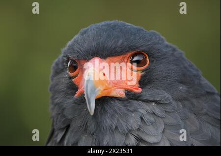 Bateleur (Terathopius ecaudatus), Porträt, Gefangener, Vorkommen in Afrika Stockfoto