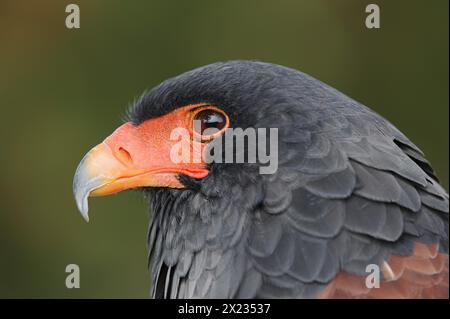 Bateleur (Terathopius ecaudatus), Porträt, Gefangener, Vorkommen in Afrika Stockfoto