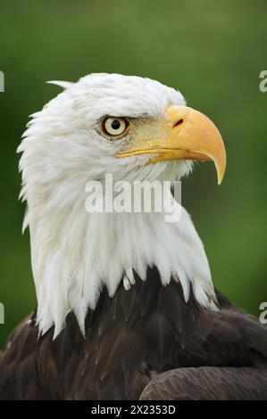 Weißkopfseeadler (Haliaeetus leucocephalus), Porträt, Gefangener, Vorkommen in Nordamerika Stockfoto