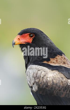 Bateleur (Terathopius ecaudatus), Porträt, Gefangener, Vorkommen in Afrika Stockfoto