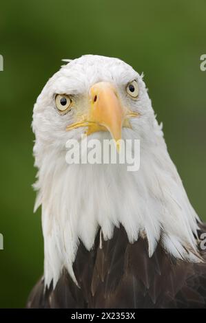 Weißkopfseeadler (Haliaeetus leucocephalus), Porträt, Gefangener, Vorkommen in Nordamerika Stockfoto