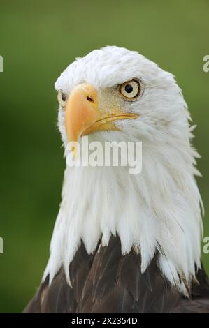 Weißkopfseeadler (Haliaeetus leucocephalus), Porträt, Gefangener, Vorkommen in Nordamerika Stockfoto