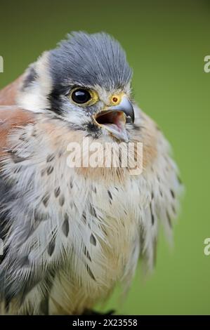 Amerikanischer Kestrel (Falco sparverius), männlich, Porträt, Gefangener, Vorkommen in Nordamerika Stockfoto