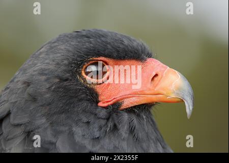 Bateleur (Terathopius ecaudatus), Porträt, Gefangener, Vorkommen in Afrika Stockfoto