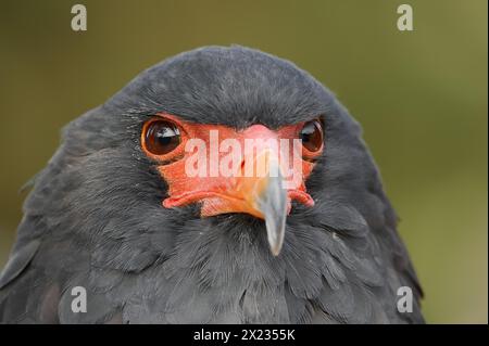 Bateleur (Terathopius ecaudatus), Porträt, Gefangener, Vorkommen in Afrika Stockfoto