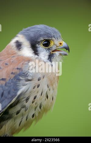 Amerikanischer Kestrel (Falco sparverius), männlich, Porträt, Gefangener, Vorkommen in Nordamerika Stockfoto