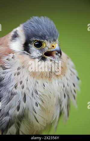 Amerikanischer Kestrel (Falco sparverius), männlich, Porträt, Gefangener, Vorkommen in Nordamerika Stockfoto