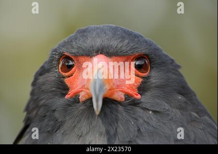 Bateleur (Terathopius ecaudatus), Porträt, Gefangener, Vorkommen in Afrika Stockfoto