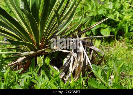 Yucca variegata, von denen eine nach der Blüte letztes Jahr tot ist. Verwelkte Blätter. Holländischer Garten. Frühling, April. Stockfoto