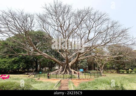 Weißer Seidenbaumbaumbaum, Gebräuchlicher Name True Silk Cotton Tree (Kohlholz), Botanischer Name Ceiba Pentandra, Lalbagh Botanischer Garten, Bengaluru, Karnata Stockfoto