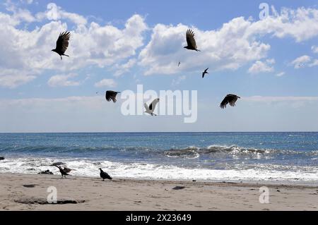 Strand in der Nähe von Poneloya, Las Penitas, Leon, Nicaragua, mehrere Vögel fliegen am sonnigen Himmel über dem Strand in der Nähe des Meeres, Mittelamerika, Mittelamerika Stockfoto