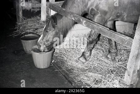 1970er Jahre, ein Pferd in Stall, das Wasser aus einem Eimer trinkt. Gute Pferdepflege bedeutet, dass Pferde mit frischem, sauberem Wasser versorgt werden, mindestens zwei volle Wassereimer pro Tag. Stockfoto