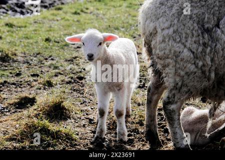 Schafe bei Rantum, Sylt, Insel, Nordsee, Schleswig-Holstein, neugieriges Lamm steht auf einer Weide neben seiner Mutter und schaut in die Kamera, Sylt Stockfoto