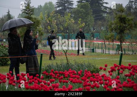 Srinagar, Jammu Und Kaschmir, Indien. April 2024. Ein indischer Spezialpolizisten wird während eines regnerischen Tages im Indira Gandhi Memorial Tulip Garden in Srinagar beobachtet. Zwischen Dal Lake und den Hügeln von Zabarwan gelegen, ist der Garten der größte in Asien und enthält eine riesige Sammlung von über 1,5 Millionen Tulpen in verschiedenen Farben und Farben. (Credit Image: © Adil Abass/ZUMA Press Wire) NUR REDAKTIONELLE VERWENDUNG! Nicht für kommerzielle ZWECKE! Stockfoto