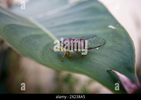 Kleine Cicadidae auf einem großen grünen Blatt Stockfoto