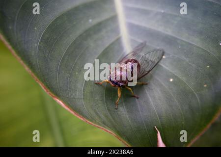 Kleine Cicadidae auf einem großen grünen Blatt Stockfoto