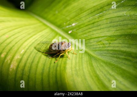 Kleine Cicadidae auf einem großen grünen Blatt Stockfoto