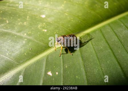 Kleine Cicadidae auf einem großen grünen Blatt Stockfoto