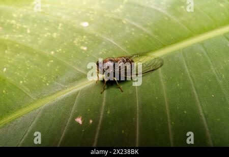 Kleine Cicadidae auf einem großen grünen Blatt Stockfoto