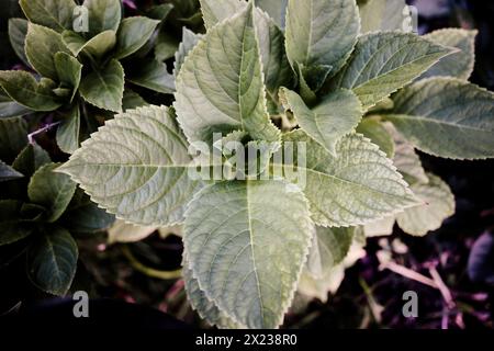 Satz Blätter der Salbeipflanze Stockfoto