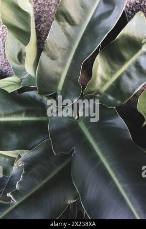 Grosse grüne Blätter der Art Philodendron erubescens Stockfoto