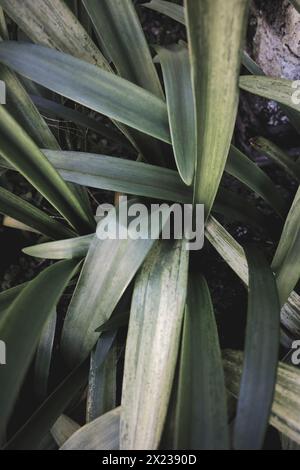 Lange, grüne Blätter der Art clivia miniata Stockfoto