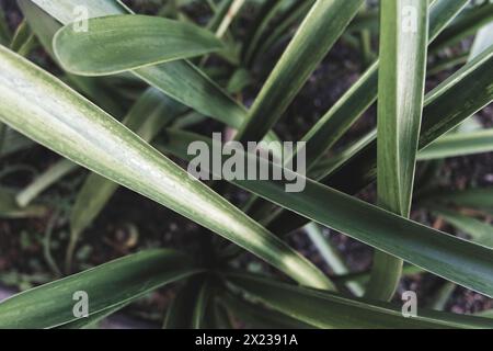 Lange, grüne Blätter der Art clivia miniata Stockfoto